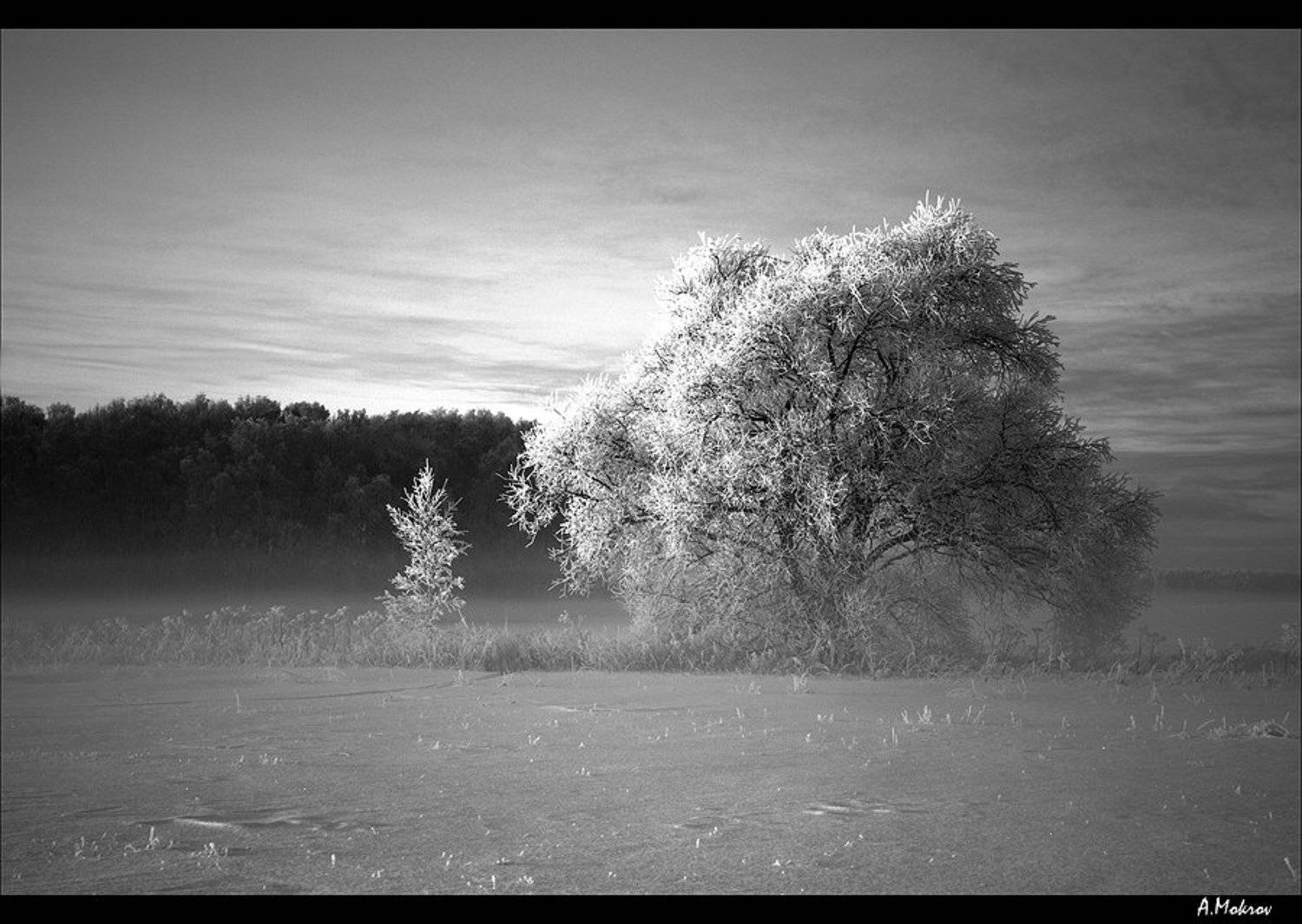 зима, туман, подмосковье, Александр Мокров