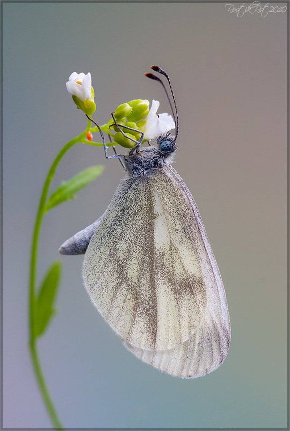 , Ростислав