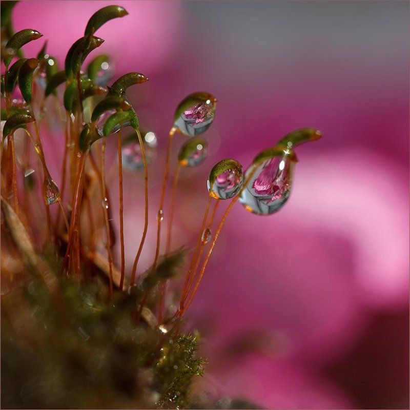 Про мох и капли фото превью