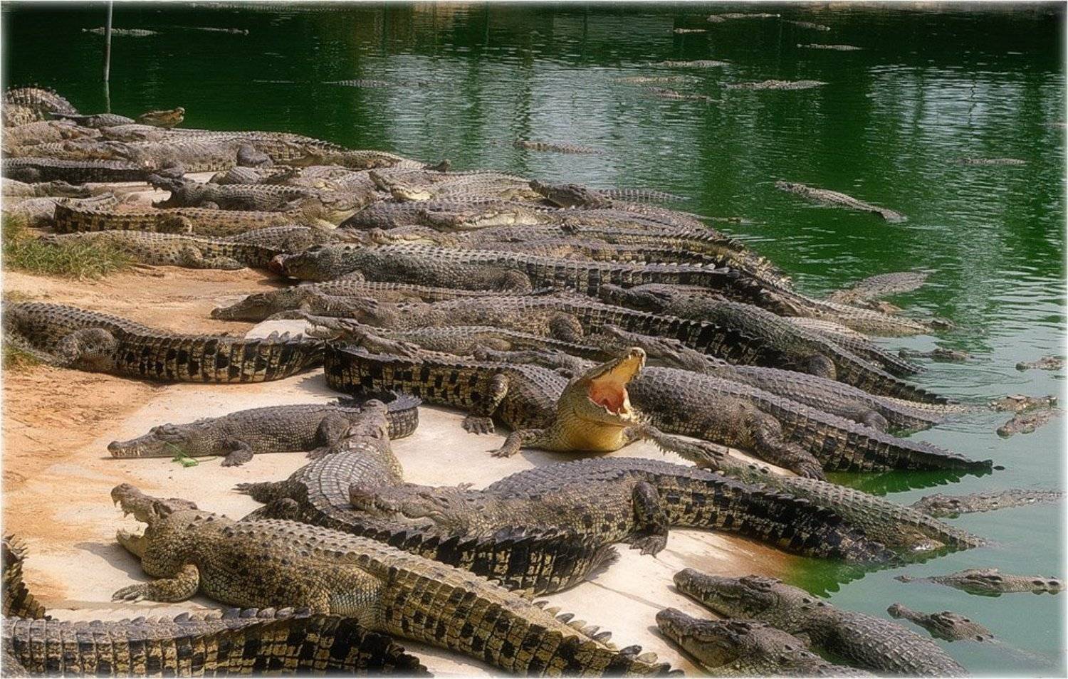 пляж, крокодилы, животные, тайланд, vvs, Вадим