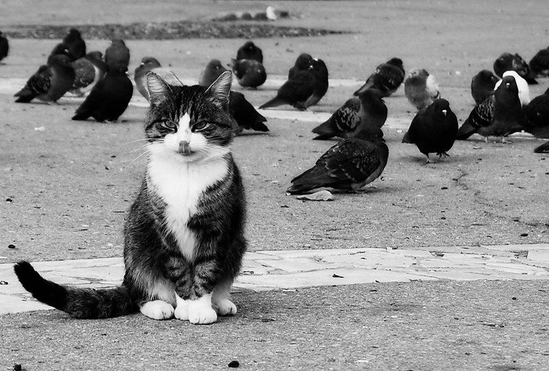 кот бутербродик фото превью