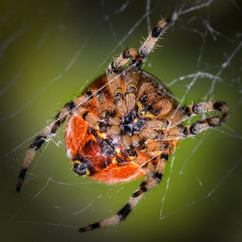 макро, паук, романов ПОДНОГОТНАЯ фото превью