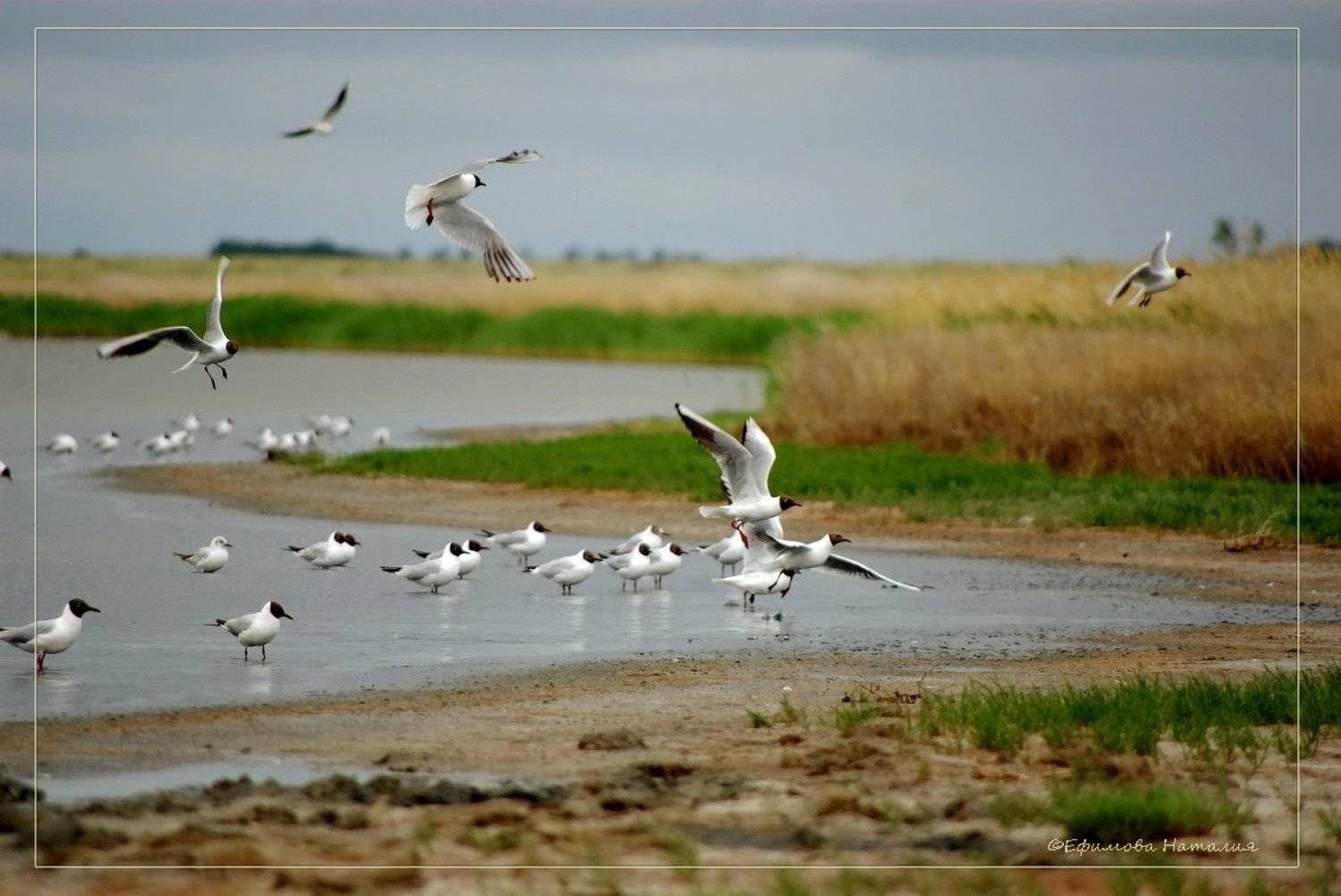 соленое, озеро, Nataliya Efimova