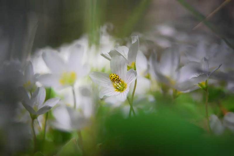 природа, цветы, лето *** фото превью