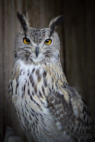 Крючконосые и Пучеглазые OIO