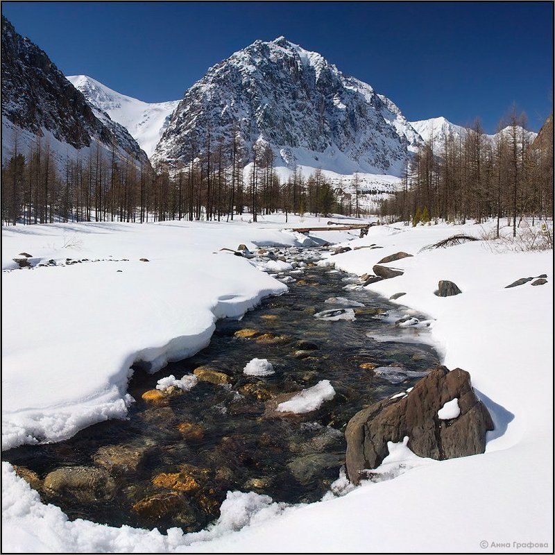 алтай, горы, горный алтай,  караташ, актру,  аня графова В долине Актру, такая вот новогодняя весна фото превью