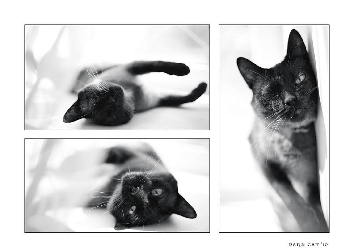 кошка, утро, окно, штора, блаженство, Darn Cat