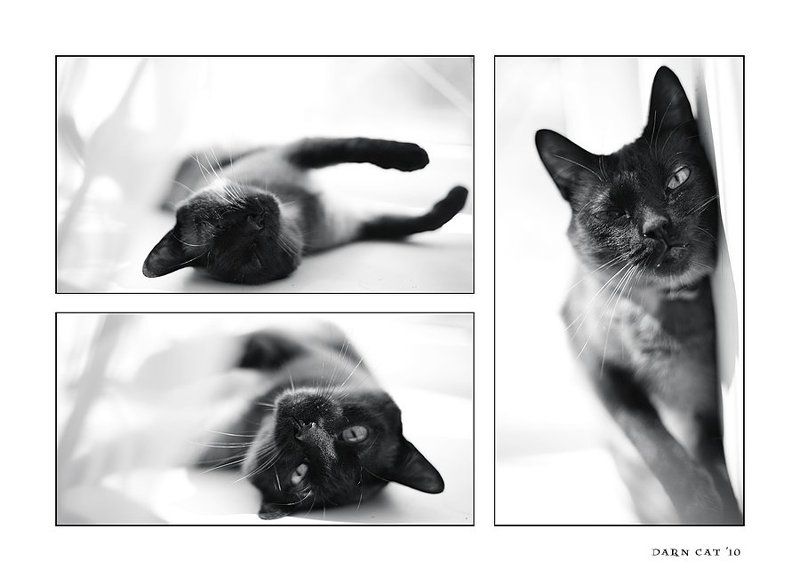 кошка, утро, окно, штора, блаженство Bliss фото превью