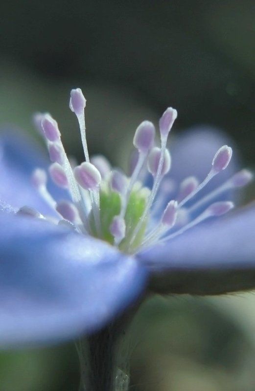 .......дыхание весны..... фото превью