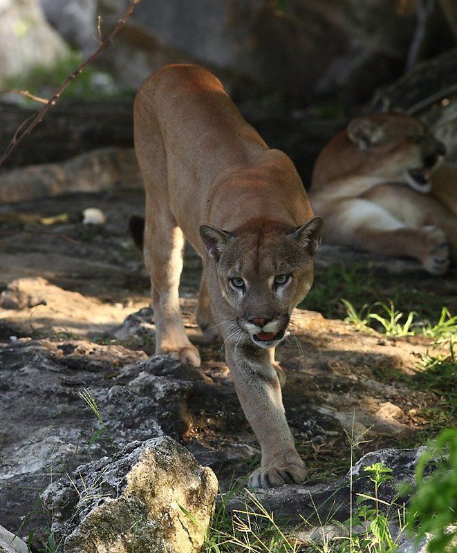 пума, cougar, мексика, юкатан кошечка фото превью
