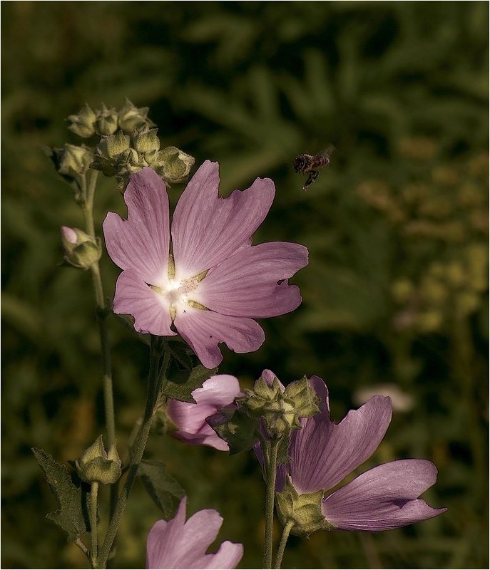 На посадку фото превью