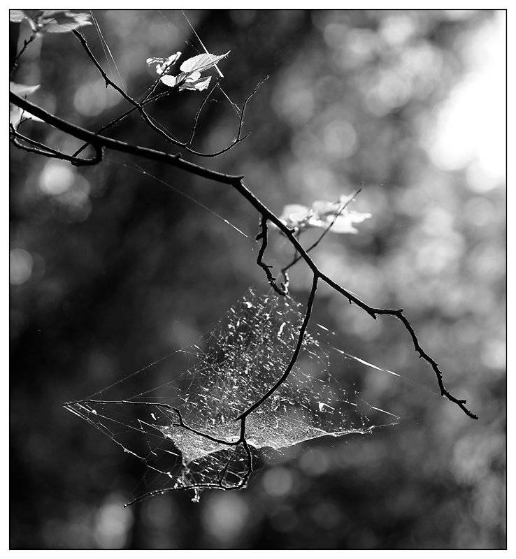 паутина, свет, Александр Мартынов