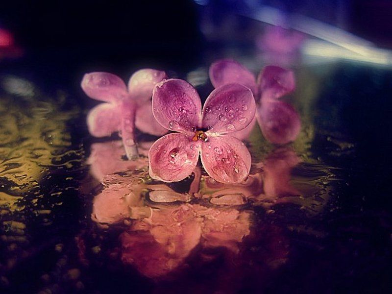 ......диско-цвятки......:) фото превью