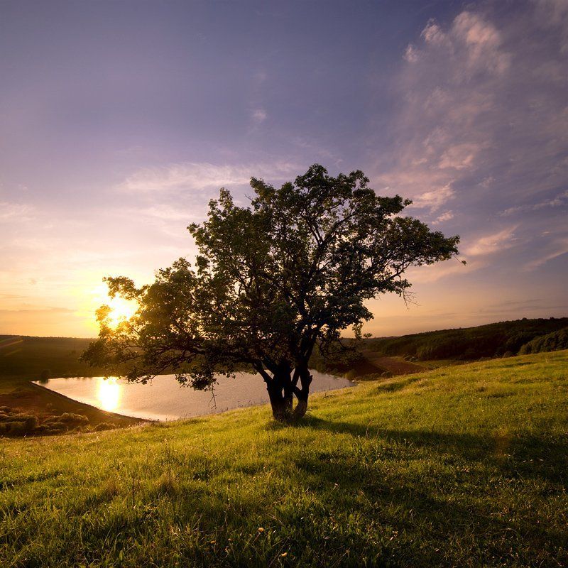 Дерево. фото превью