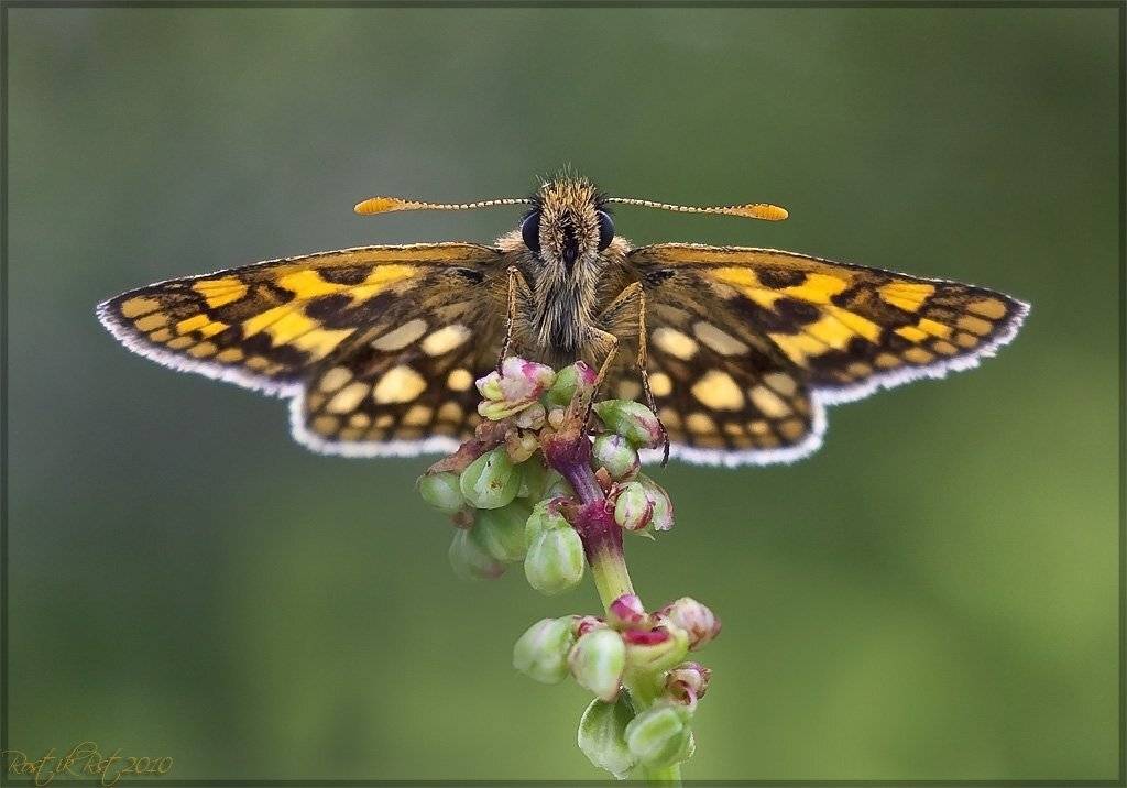 толстоголовка, индустар, лз, 61, canon, 50d, Ростислав