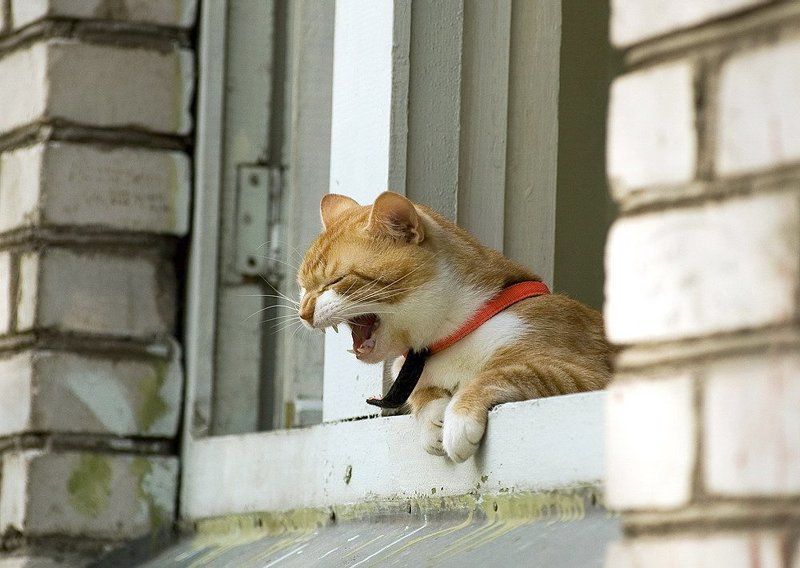 Хозяин,отпусти на улицу!!! фото превью