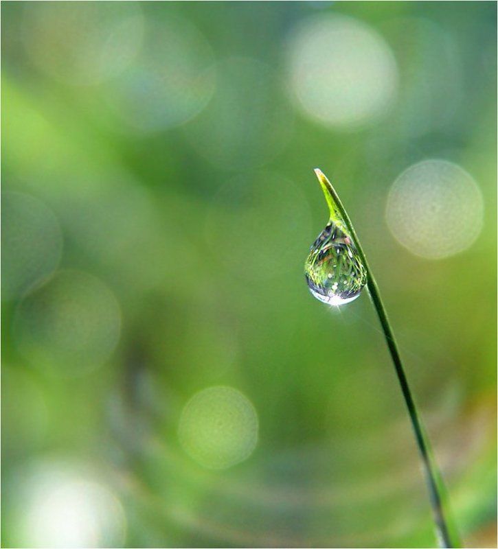 роса Солнечное утро фото превью