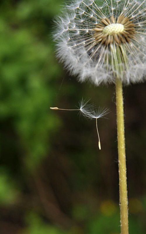 одуванчик, пушинка, весна Воздушные гимнасты фото превью