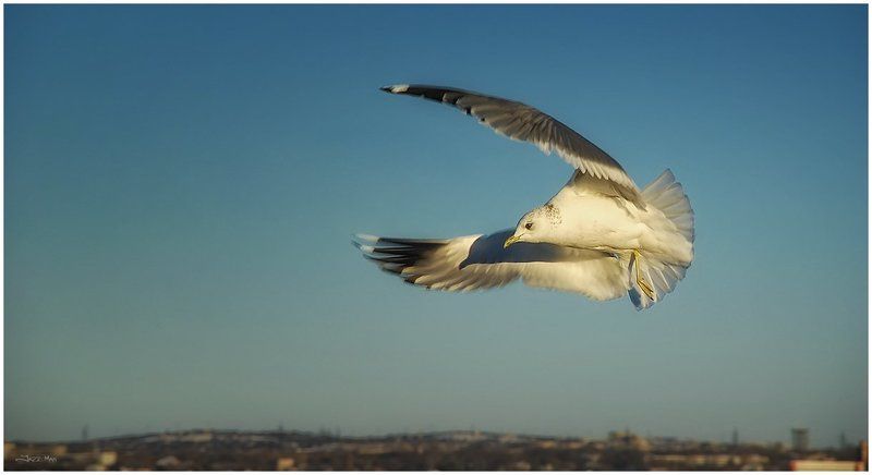 В бою, не сдаётся наш гордый Варяг :) фото превью