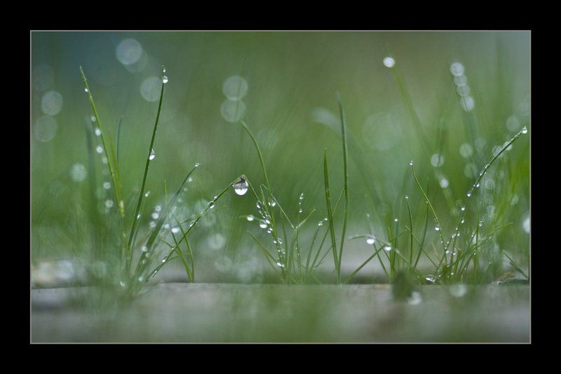 трава, роса  фото превью