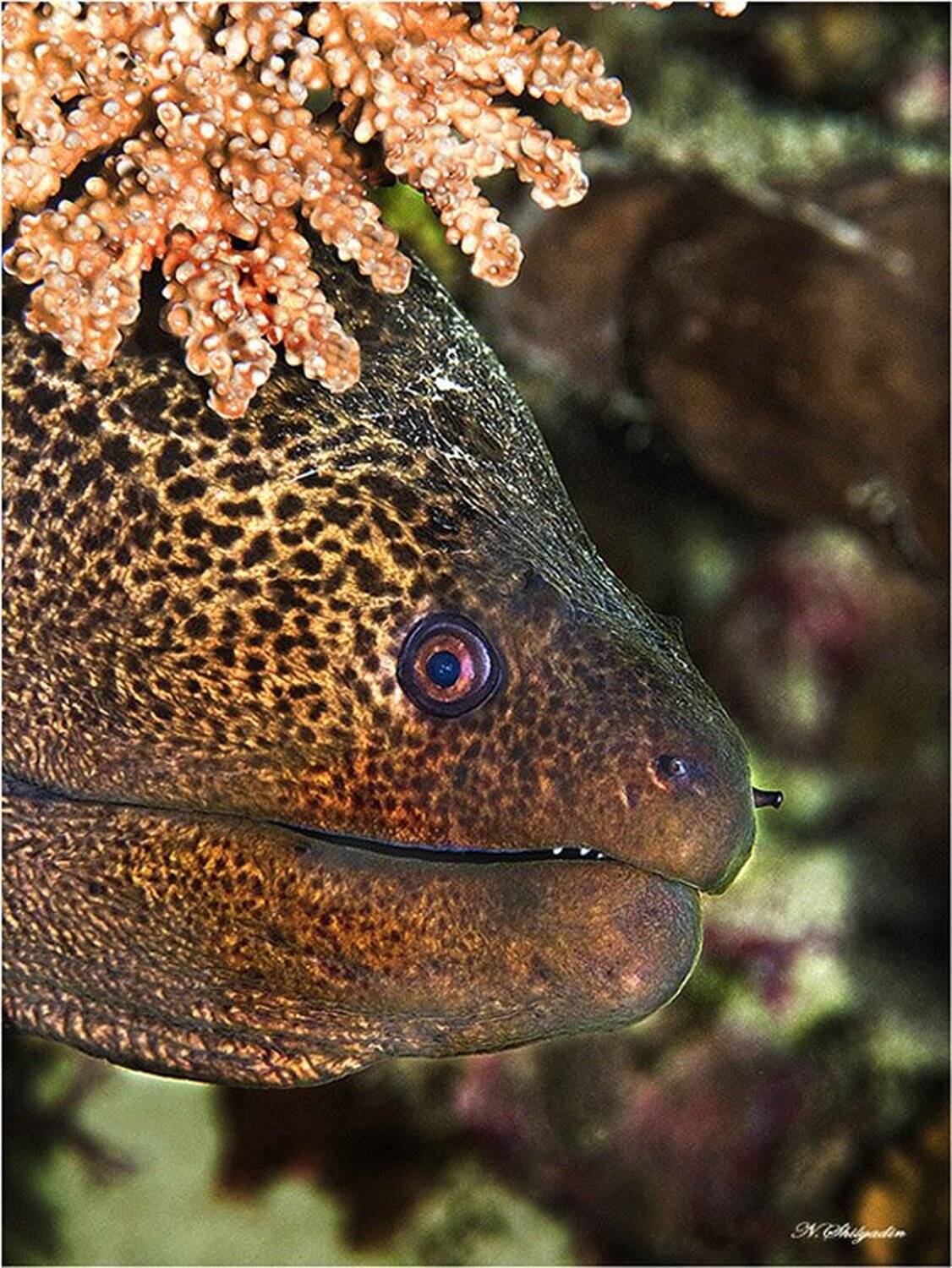 красное море,дайвинг,мурена., Николай Шилягин