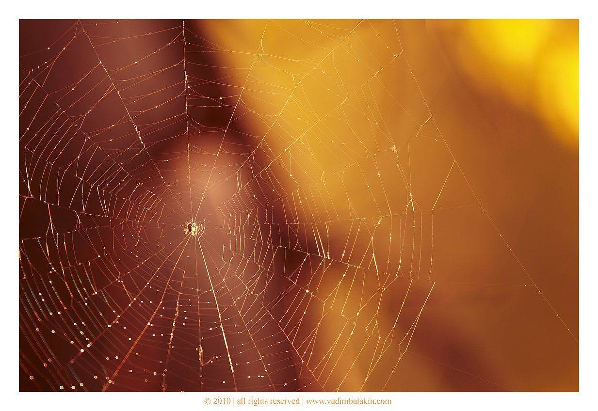 паук,сеть, Vadim Balakin