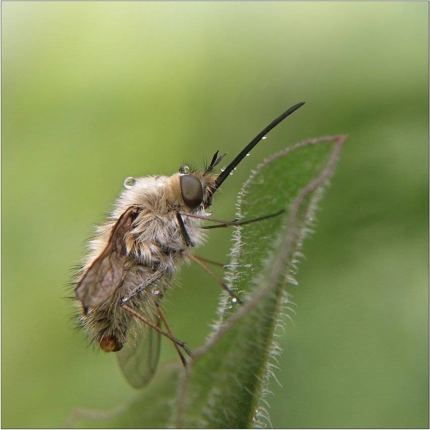 жужжало большой,  bombylius major, Леонид