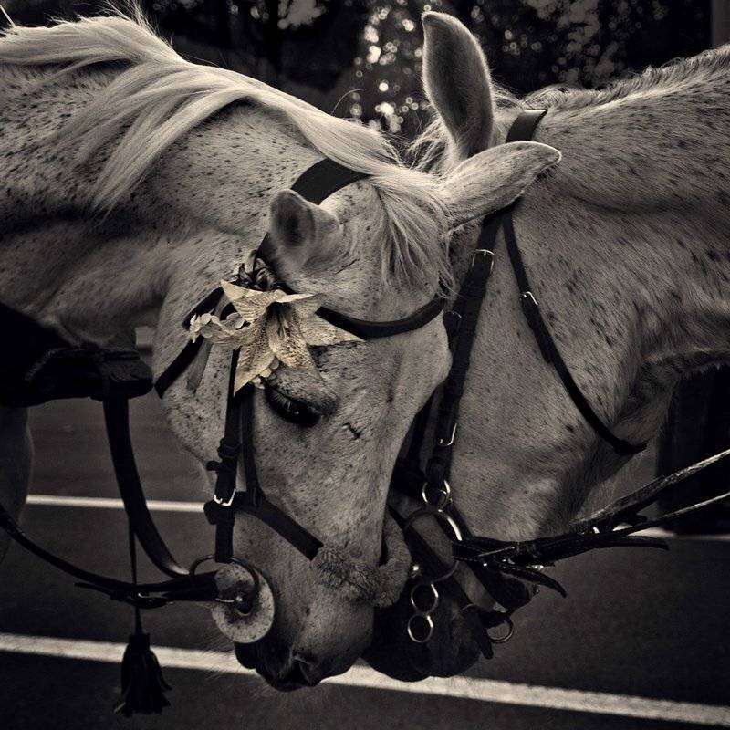 .... Автор: Gennadi Blohin , Gennadi Blohin
