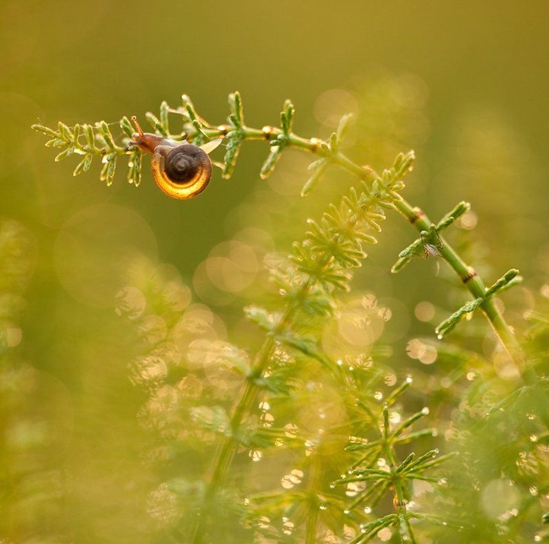 улитка, хвощ, вечер Тихий вечер после грозы фото превью