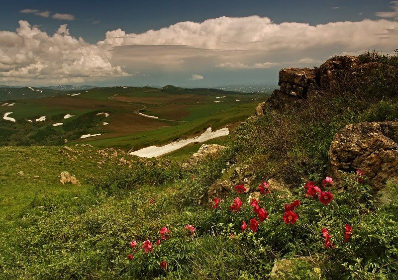 алтай, восточный казахстан Дикие пионы фото превью