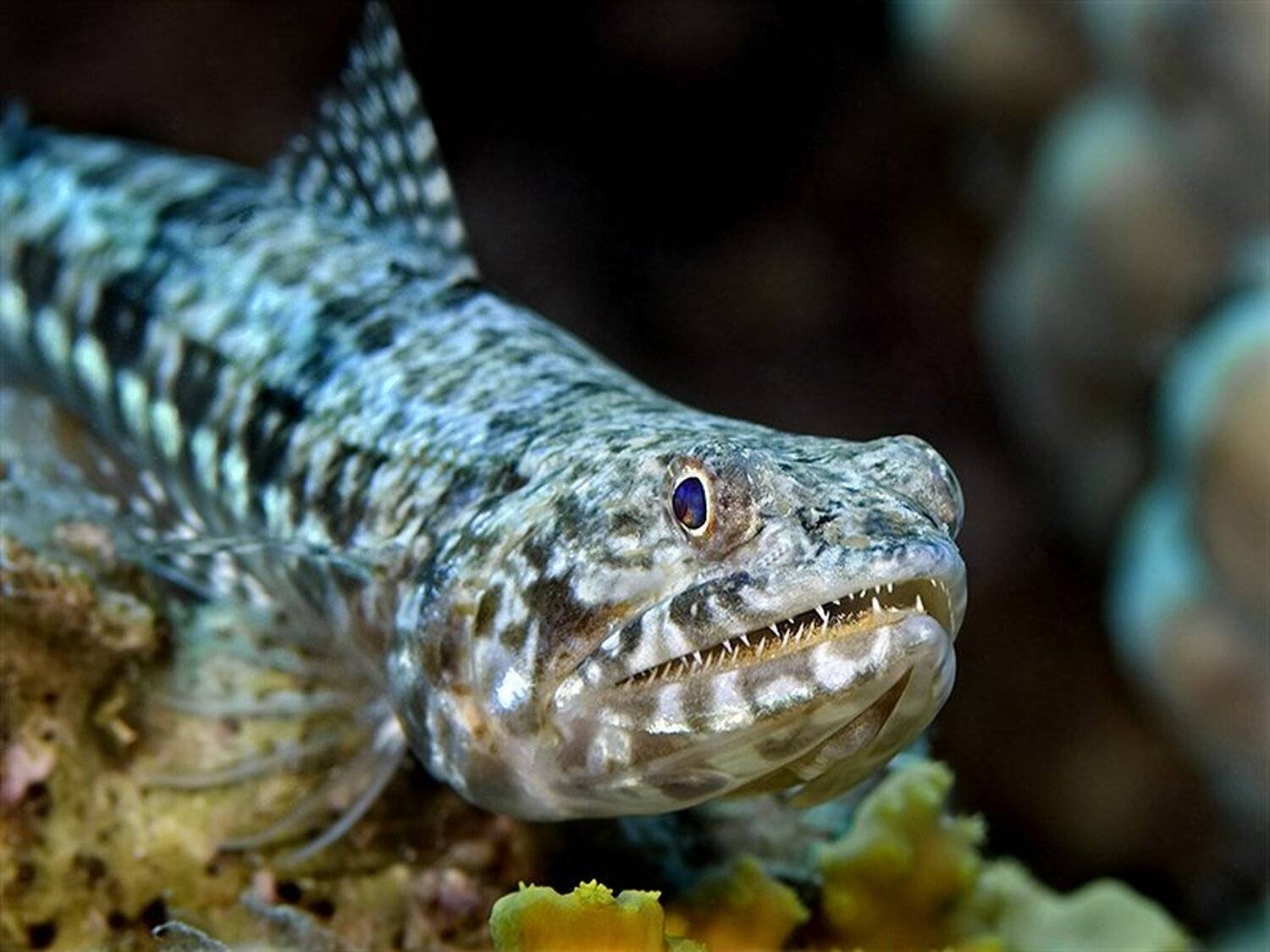 красное море, дайвинг, рыбы., Николай Шилягин