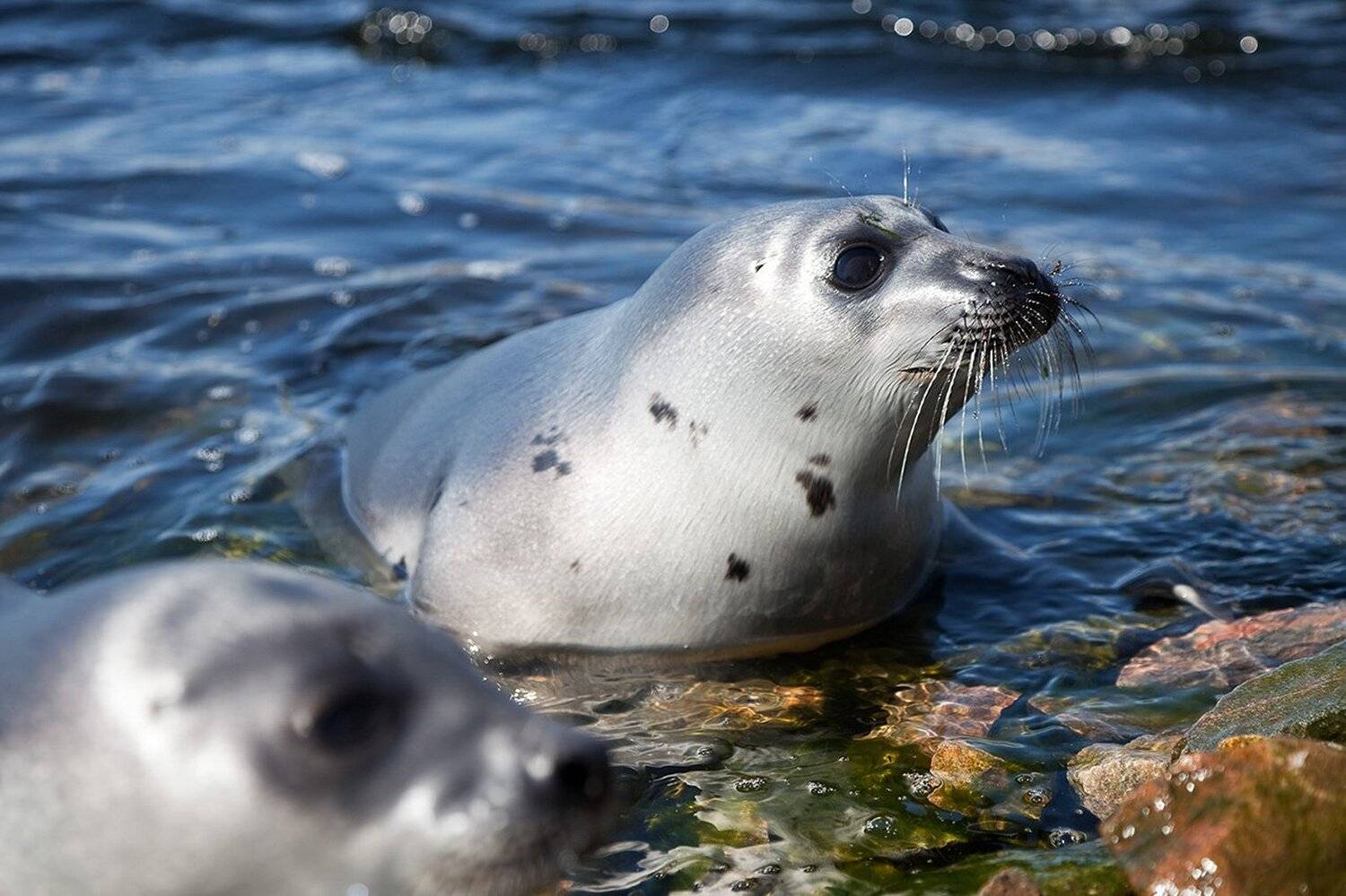 природа,дикие животные, Алексей Сафаров