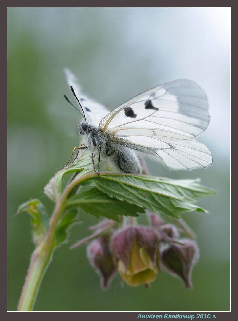 бабочки, мнемозина, Аникеев Владимир