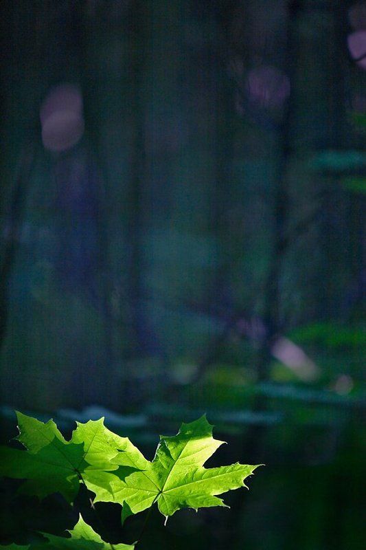 *** фото превью