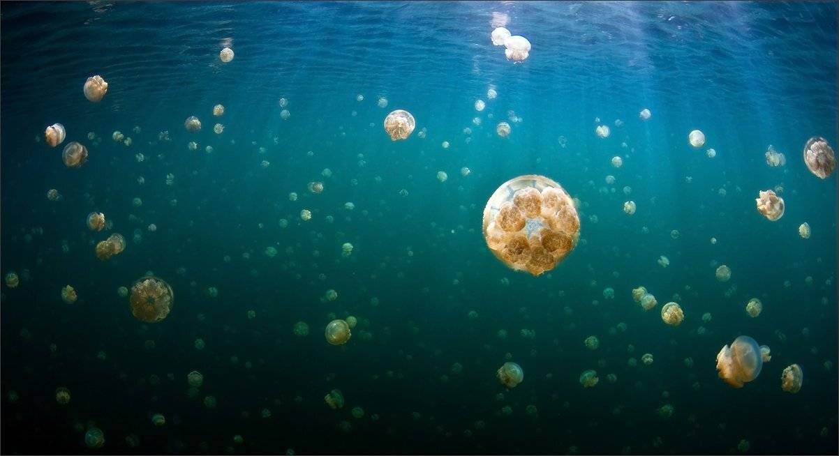 медузы, Нетушки