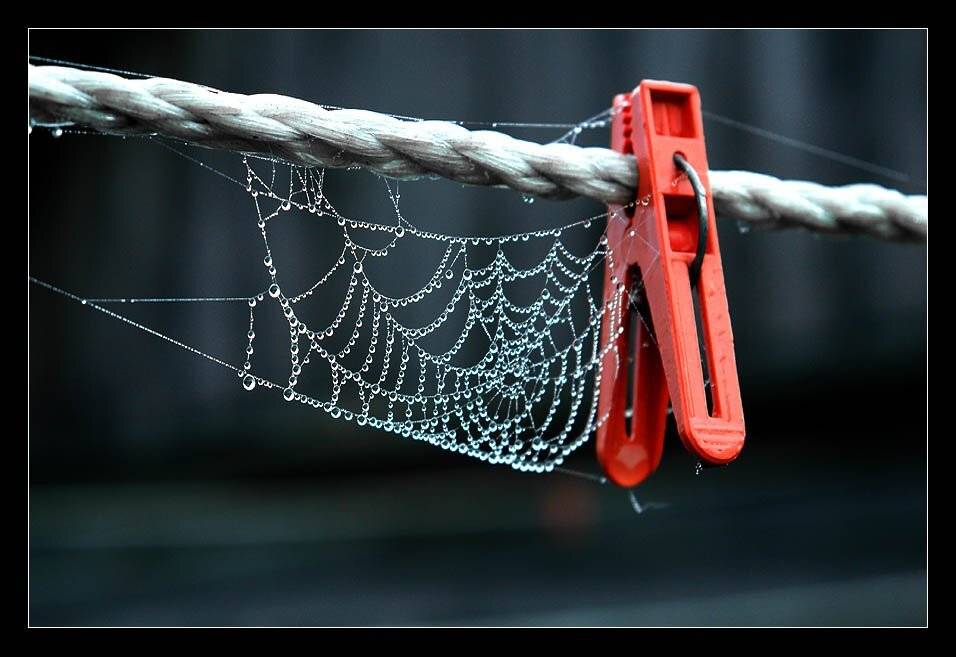 паутина, роса, прищепка, Anastasia Aymilios