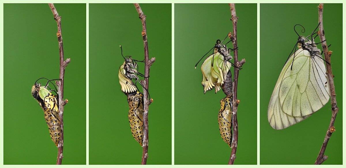 , Алёна Шевцова