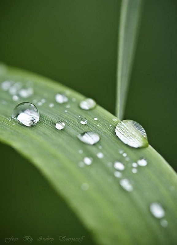 * * * * фото превью