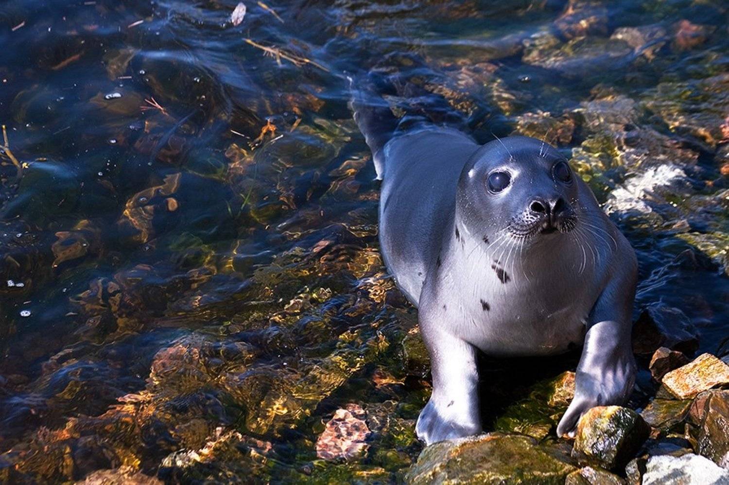 природа,дикие животные, Алексей Сафаров