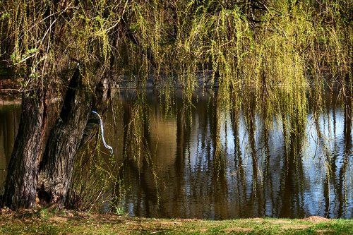 Небо по утру спускалось.. Синевой в пруду плескалось.. А потом, вдруг, испугалось.. Снова в вышину умчалось.  В спешке лента потерялась..