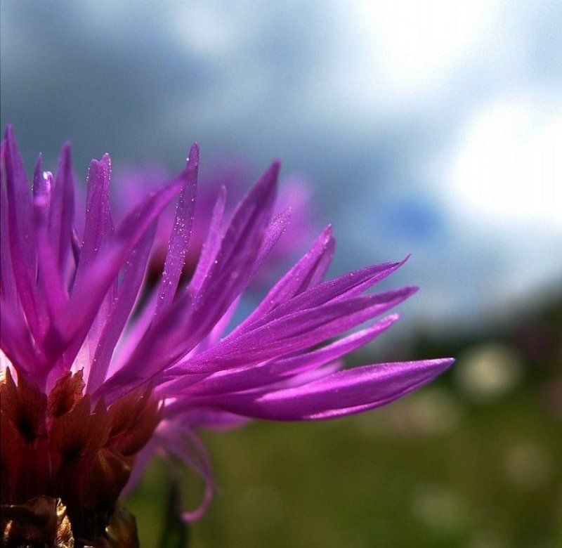 .....я подарю тебе нежность цветка...... фото превью