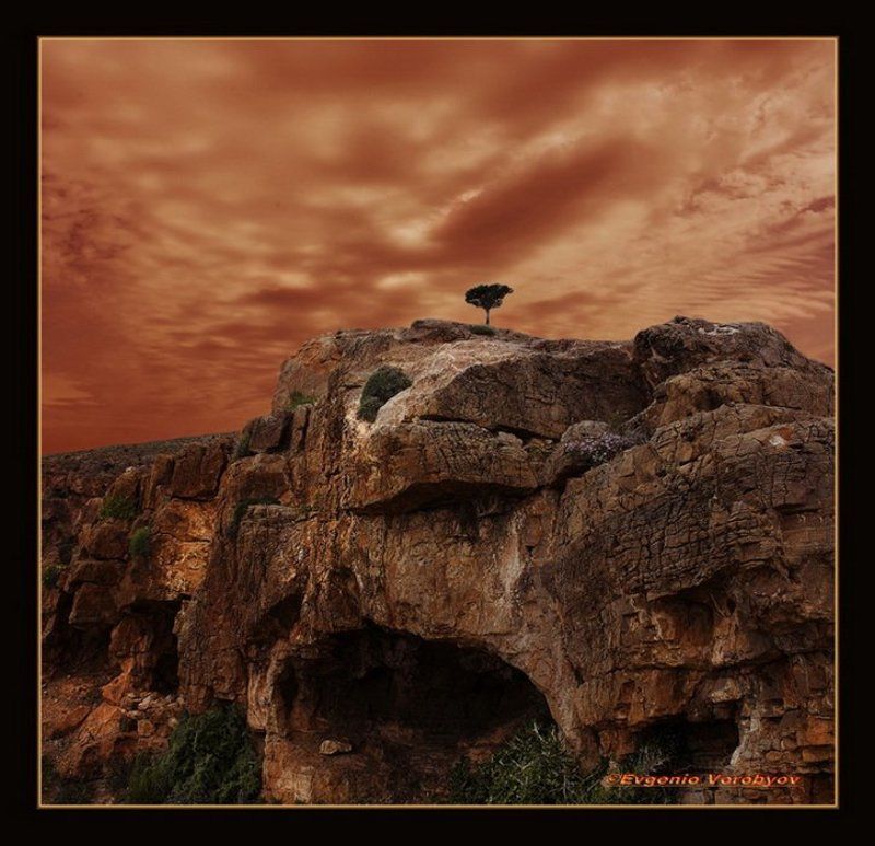 скала. одинокое дерево, обрыв У края бездны... фото превью