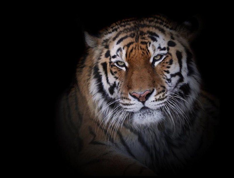 Большие кошки фото превью