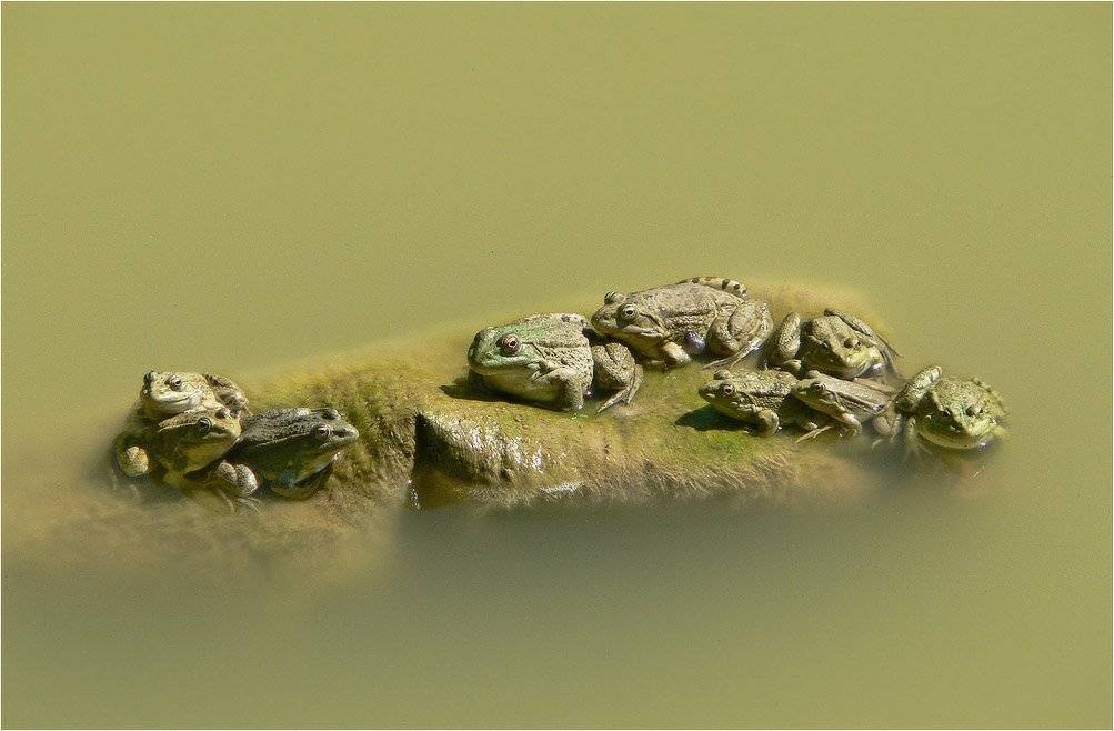 лягушки, КарОл