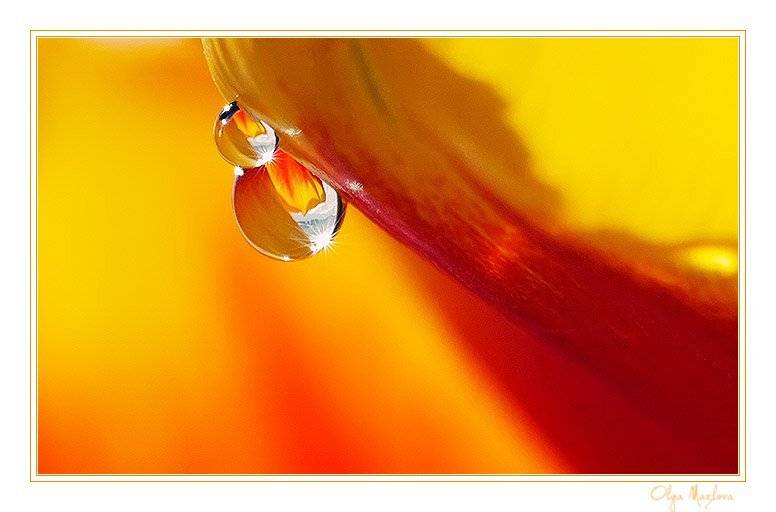 капля, Ольга М.