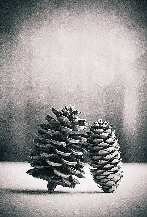 шишки, Ольга М.