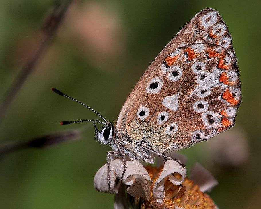 лето, бабочка, цветок, Олег Сурьянинов