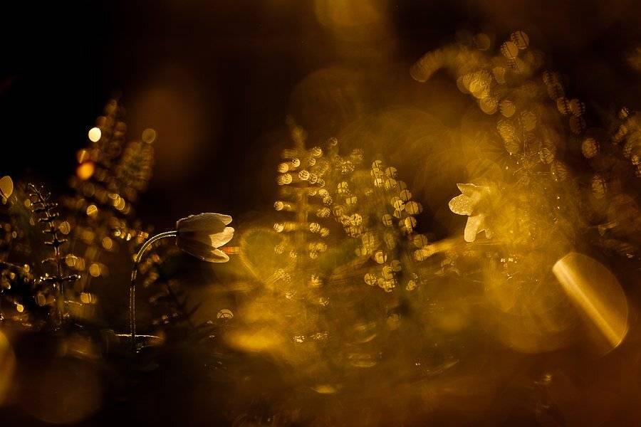 ветреничка дубравная, вечер, Юлия