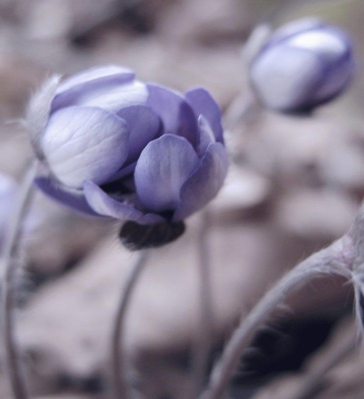 ....когда третий лишний.... фото превью