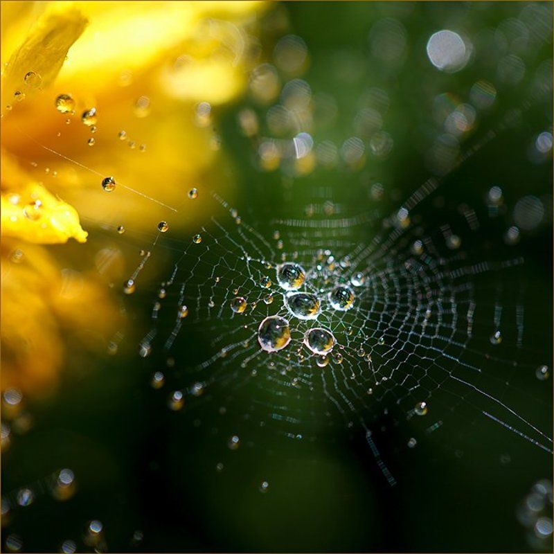 паутина,капли,настроение Макрокосмос фото превью
